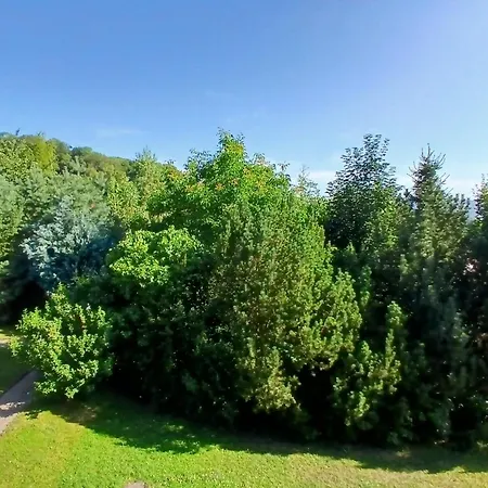 Waldblick