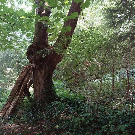 Waldblick 公寓 Salzhemmendorf